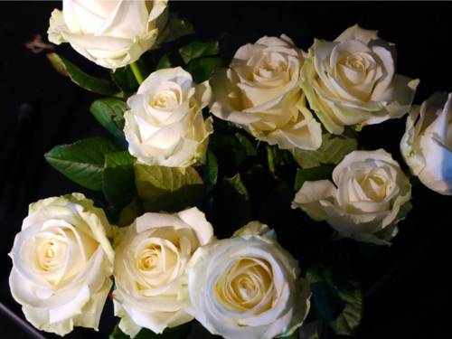 Ein Strauß weiße Rosen. Man blickt von oben auf diese Rosen herunter.