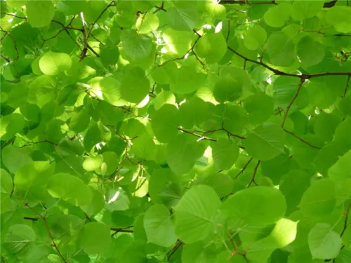 Willkommensnetz Linden-Limmer