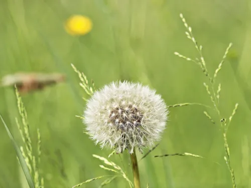 Pusteblume