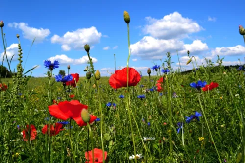 Sommerwiese