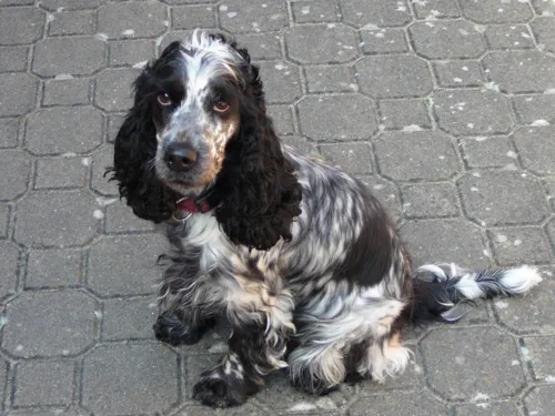 Ein schwarz-grau-wei&szlig; gefleckter Hund, der auf einem Steinboden sitzt
