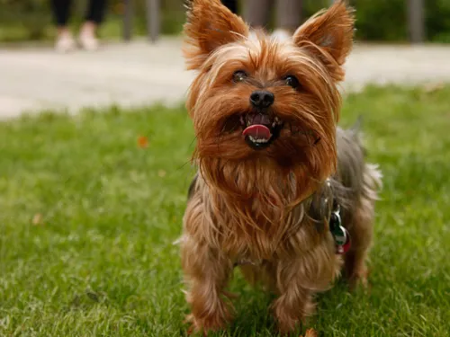 Yorkshire Terrier