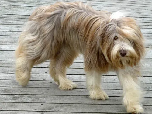 Hund auf Bootssteg