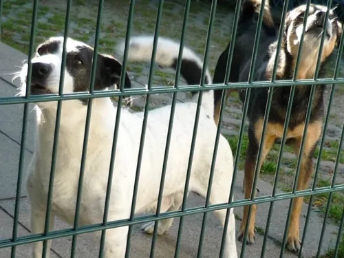 Zwei Hunde hinter einem Gartentor