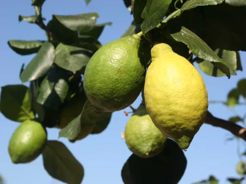 Citrus limon 'Cuoriforme'