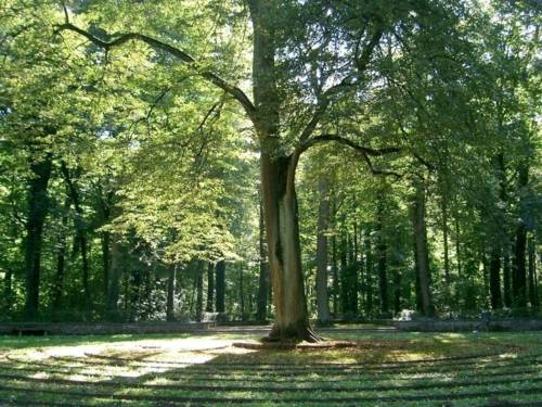 Zu sehen ist ein großer Baum in der Mitte des Rasenlabyrinths in der Eilenriede