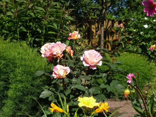 Blumenbeet mit Rose