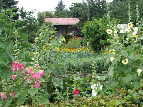 Blick in einen Kleingarten: im Vordergrund Stockrosen, dann ein Gemüsebeet, dahinter Blumenbeete und zum Abschluss ein durch Bäume halb verdecktes Gartenhaus im Hintergrund.