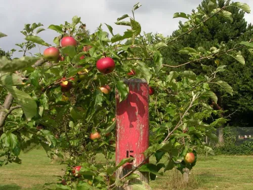 Apfelbaum, der im Freundschaftshain gepflanzt wurde