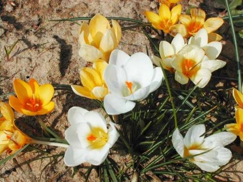 Nahaufnahme von weißen und gelben Krokussen