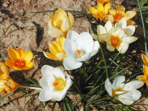 Nahaufnahme von weißen und gelben Krokussen