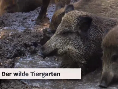 Szene aus einem Video, in dem Wildschweine zu sehen sind. 