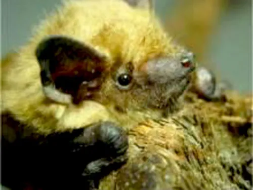 Fledermaus gefunden! Was tun?