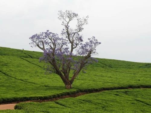 Blühender Baum inmitten grüner Landschaft