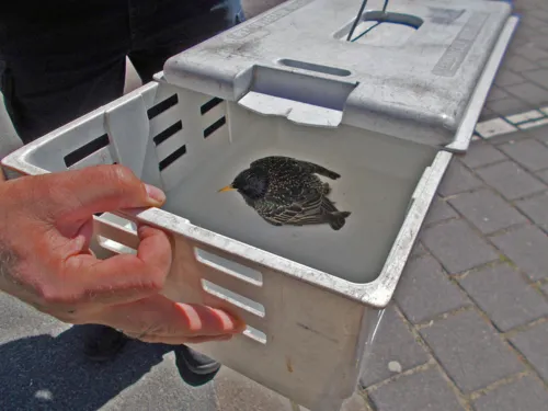  Ein Vogel hatte sich an der Außenverkleidung eines Mehrfamilienhauses verfangen.