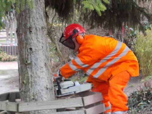 Baum steht in Schieflage