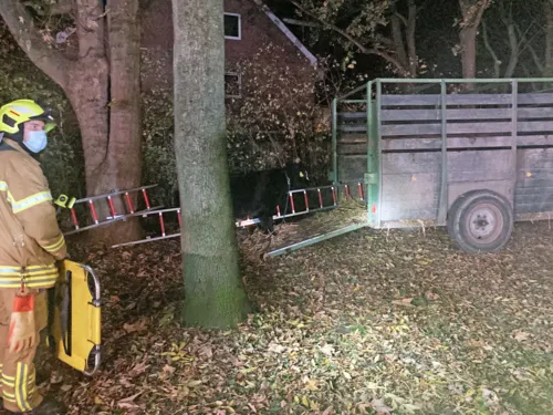 Ein Jungbulle und ein Feuerwehrmann