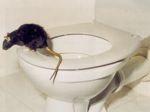 Ratte aus dem Untergrund