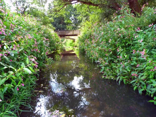 Ihme-Bach mit Springkraut am Ufer und Holzbrücke 