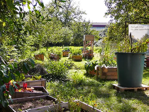 Auf einer Wiese stehen unter Obstbäumen mehrere Holzkisten, in denen Gemüse angepflanzt wird.