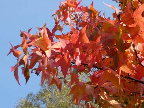 Rot gefärbte Blätter vor blauem Himmel