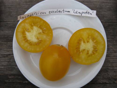 Tomaten der Sorte Lycopersicon esculentum "Lämpchen“ auf einem Teller