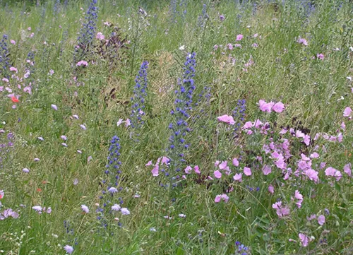 Eine Wiese mit blühenden Wildblumen