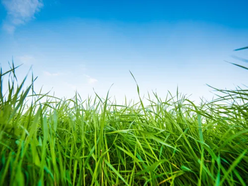 Grashalme vor blauem Himmel