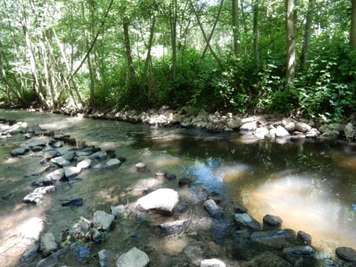 Bachlauf mit großen Steinen und einem baumbewachsenen Ufer