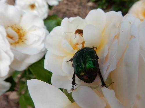 Großer grün-metallic glänzender Käfer auf einer gelben Rose.