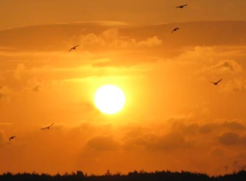 Sonnenuntergang mit Vögeln