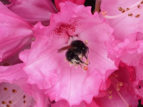 Hummel in Rhododendronblüte