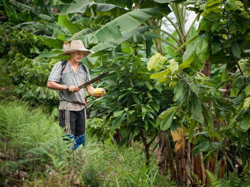 Ein junger Farmer bei der Kakaoernte im Wald