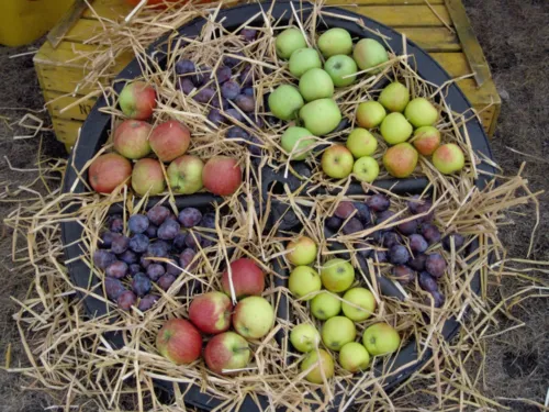 &Auml;pfel und Pflaumen liegen auf Stroh zwischen den Speichen eines Holzrads