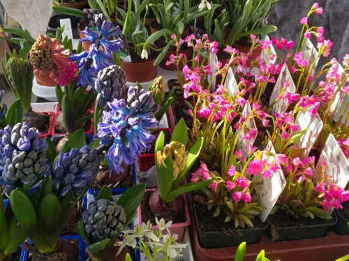Blumen. 
