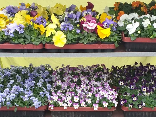 Blumen.