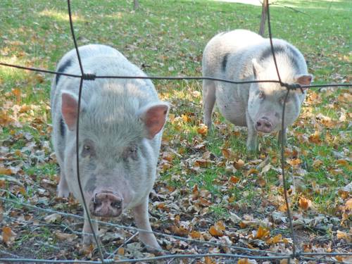 Zwei Schweine in einem Freigehege