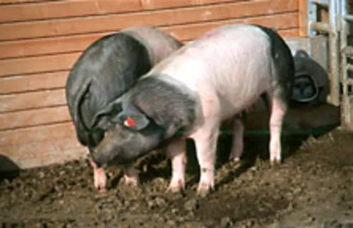 Zwei wohlgenährte Schweine