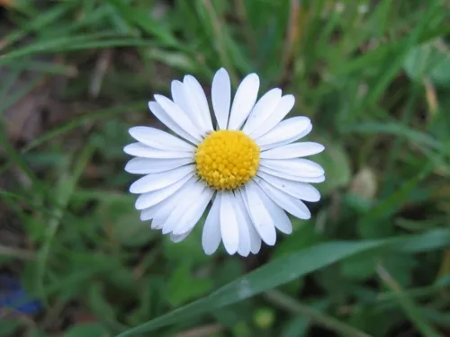 Blüte eines Gänseblümchens in Nahaufnahme