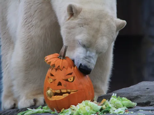 Eisbär mit Kürbis. 