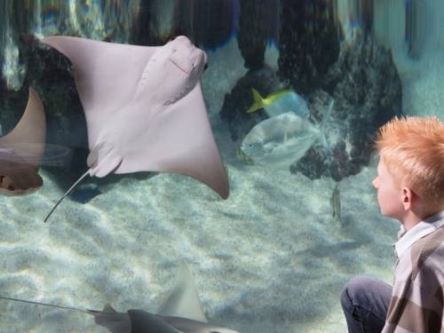 Junge vor einem Aquarium mit einem Rochen