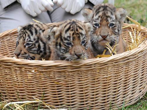 Drei kleine Tigerbabys sitzen in einem Korb.