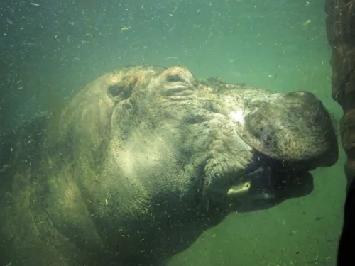 Flusspferd unter Wasser