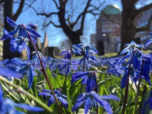 Blaue Blumen im Vordergrund
