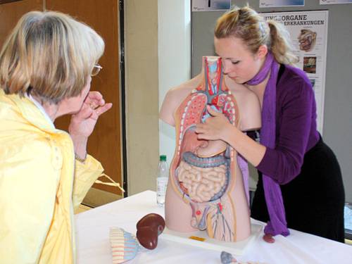Frau erklärt etwas an einem Modell eines aufgeschnittenen menschlichen Torsos.