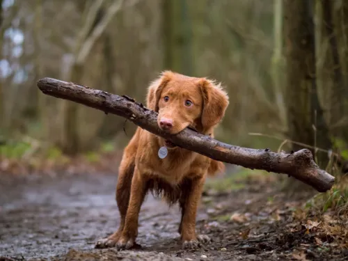Hund mit Stock im Maul