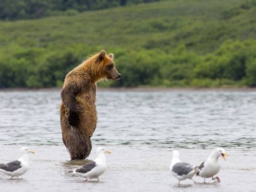 Aufrecht stehender Bär in einem Gewässer 