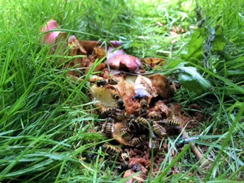 Wespen auf zermanschten Apfel