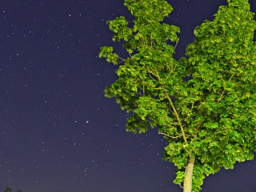 Baum und Sternenhimmel