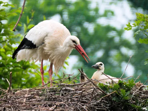 Storchennnest mit Jungstörchen